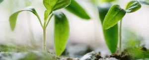 Plantas nascendo