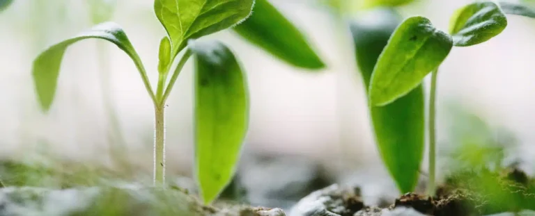 Plantas nascendo
